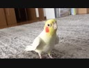オカメインコのカメちゃん 朝のパトロール