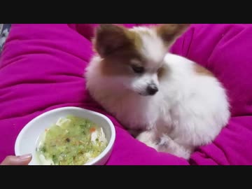 寝ぼけているワンコ（パピヨン）