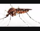 The Mosquito Bites A Mystery Novel by James R. Frazee (Book Trailer)