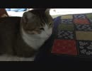 寒くておててを座布団の下に突っ込む猫