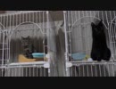 【Jean & Pont 890】母娘3匹の保護猫がちょこんと座ってご飯を待つ