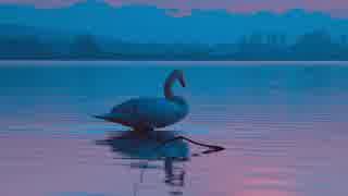 Swan On Lake　有賀拓郎