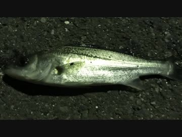 釣り動画ロマンを求めて 133釣目(ふれーゆ裏）