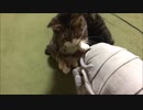 【こげつく】企画②ぬいぐるみを出してみる