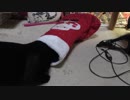 【Jean & Pont 891】保護猫兄弟はサンタの長靴に入るのか？