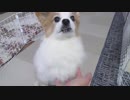 モフモフもこもこなワンコ（パピヨン）