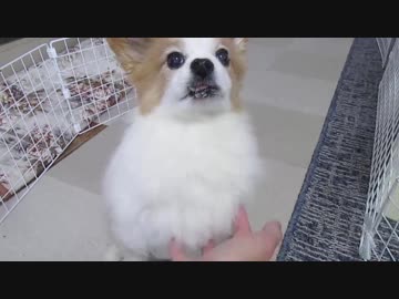 モフモフもこもこなワンコ（パピヨン）