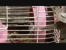 カメラ目線ターボハムスター（ロングバージョン）