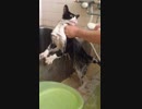 （閲覧注意）猫虐待動画