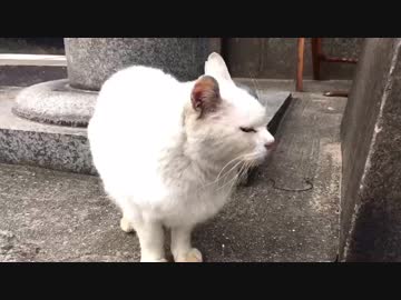 【野良猫】白猫さんがとった行動に冷や汗☆Dangerous behavior of stray cats