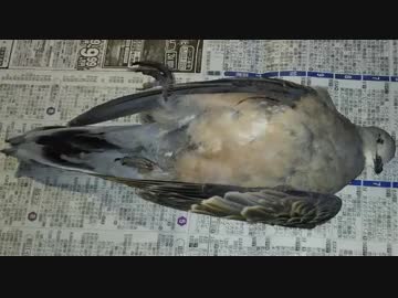 スリングライフル狩猟記＃５