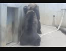 これが本当の熊相撲(かみね動物園)