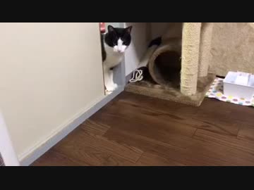 とっても気になって仕方がない猫