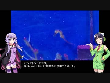 結月ゆかりとアクアリウム夜話　第6夜