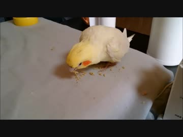 ペレットを食べて貰う工夫