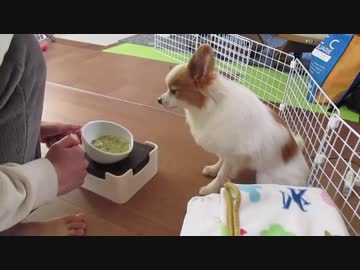 食事を前にすると自発的にお座り・お手・ふせをするワンコ（パピヨン）