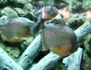 肉食の淡水魚　ピラニア＊ナッテリー････しながわ水族館