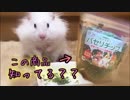 【ハム動画】パセリチップあげてみたら反応がすごかった！