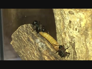 蟻戦争＃194 トゲアリ野外戦闘VSミルワーム！編