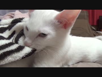 【 猫 】大きくなったけど実はまだ子猫　その40