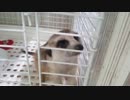 落ち着かないミーアキャットのティモン（いけもふ）
