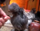 変なおじさんとこの　鶏さん１７８　色んなもふもふがいっぱい♪