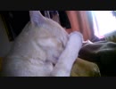 鼻水拭いてる(=^･ω･^)ﾉ☆ヤンチャ♂猫２才５ヶ月