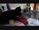 【Jean & Pont 897】ジャンポンのくつろぎタイムに猫神様に良縁祈願