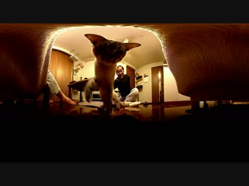 【VR】うちの猫にSP360 4Kを与えてみた