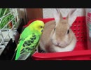 にらめっこ