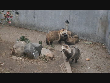 みんなのアイドル