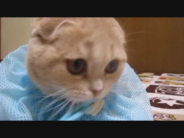 うちのスコティッシュさん