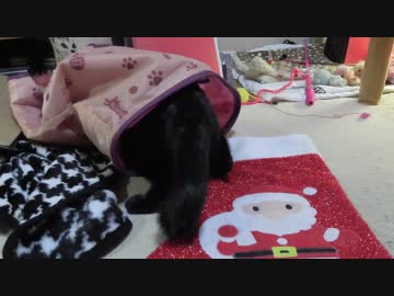 【Jean &amp; Pont 900】穴あき布製トンネルでラブくん遊んでくれました