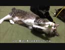 【こげつく】コンテスト受賞のお知らせ