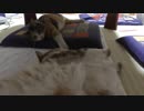 リラックスタイムな半野良猫兄弟。