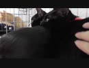 【Jean & Pont 902】保護猫兄弟の2度目の譲渡会参加へGO！