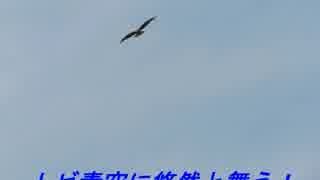 野鳥シリーズ　青空に悠然と舞うトビ