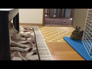 微妙な距離感の2匹