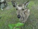 鹿がもぐもぐする動画