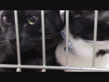 【Jean &amp; Pont 903】ラブ＆しおん2度目の譲渡会→帰宅後事件！