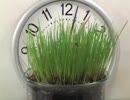 Grass Grow　タイムラプス