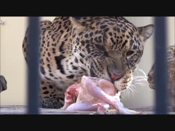 きょうのジャガー part8
