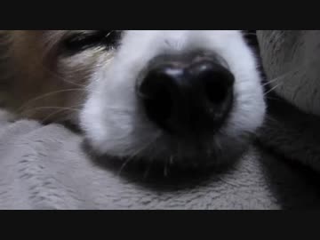 飼い主の膝の上でうとうとするワンコ（パピヨン）