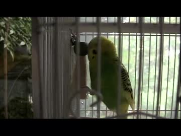 お友だちに話しかけるぴーちゃん