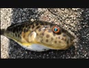 釣り動画ロマンを求めて 136釣目(アイクル）