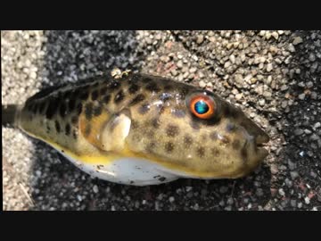 釣り動画ロマンを求めて 136釣目(アイクル）