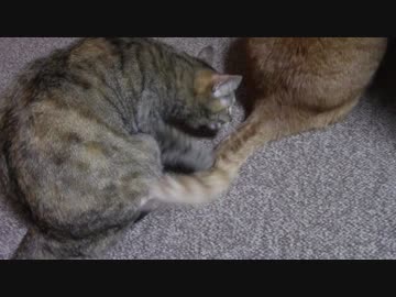 拾いねこ＠生後2062/2029日目　少しずつ春が近づいてきてますねぇ。