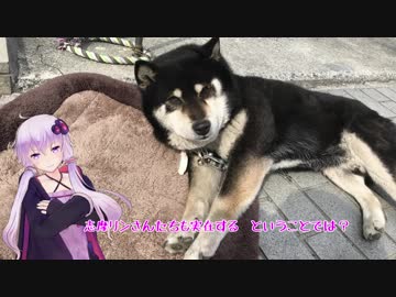 【結月ゆかりの野望】みのぶまんじゅううまい【ゆるキャン△巡礼】身延編