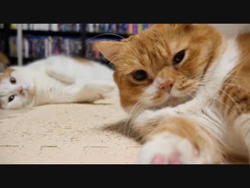 【マンチカンズ】喧嘩するほど仲が良い猫一家