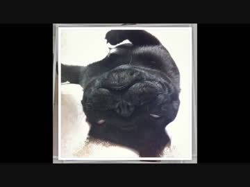 【睡眠導入BGM_(　　_‾ Θ‾ )_】パグちゃんのイビキでおやすみなさいzzz